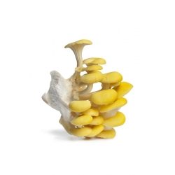 Золотий устричний гриб - Pleurotus citrinopileatus