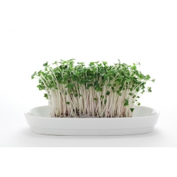 Brokoli Lahanası - Brassica oleracea - tohumlar