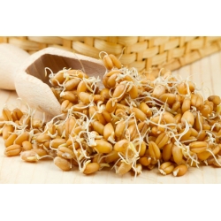Brotos de trigo -  - sementes