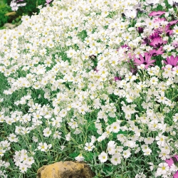 Semillas de nieve en verano - Cerastium biebersteinii - 250 semillas