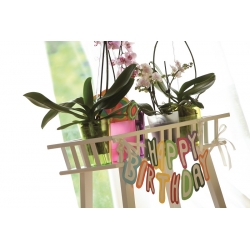 Oală rotundă cu flori de orhidee - Coubi DUOW - 13 cm - Roz - 