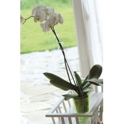 Притежател за орхидеи - зелен - 