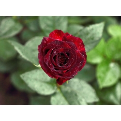 Suurikukkainen ruusu - purppura - ruukkukasvi - 