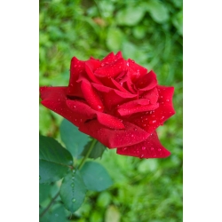 Suurikukkainen ruusu - punainen - ruukkukasvi - 