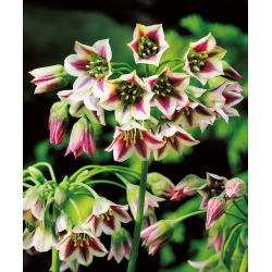Sicílsky Cesnak - 5 kvetinové cibule - Allium siculum