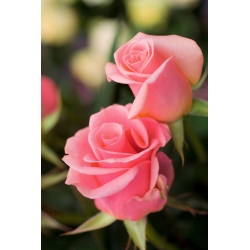 Ружа са великим цвјетовима - свијетло ружичасте саднице у саксији - 