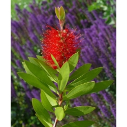 Crimson Bottlebrush semená - Callistemon citrinus