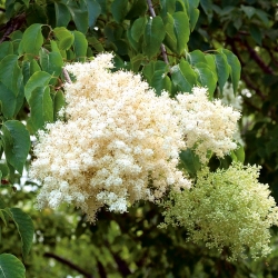 اليابانية شجرة بذور الليلك - الحقن شبكاني - Syringa reticulata - ابذرة
