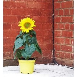 Biji bunga matahari Kuning - Helianthus annuus - 40 biji - benih