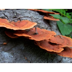 Růžová ústřice houby - Pleurotus djamor