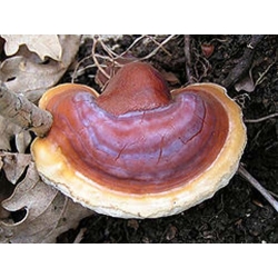 Ganoderma lucidum - Reishi