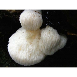 Lion's mane mushroom - Asia's favourite  mushroom; monkey head, bearded tooth mushroom, satyr's beard, bearded hedgehog mushroom, pom pom mushroom,  bearded tooth fungus