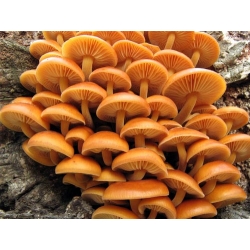 Enokitake, enoki, futu; golden needle mushroom, Futu Mushroom, lily mushroom, seafood mushroom, winter mushroom, winter fungus, velvet foot, velvet stem, velvet shank