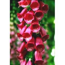 Piros gyűszűvirág - 1000 magok - Digitalis purpurea