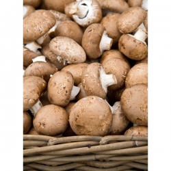 常见的棕色蘑菇在家中生长-10公斤 - 