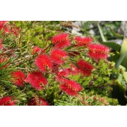 Crimson Bottlebrush semená - Callistemon citrinus