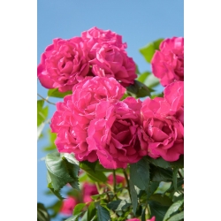 Plezalna vrtnica - temno roza - lončnica - 