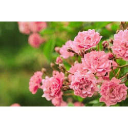 Dārza daudzziedu roze - rozā - podos stādīts - 