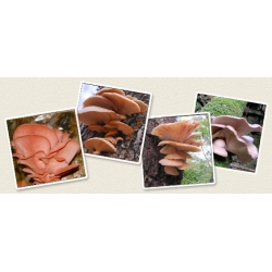 Cendawan tiram merah jambu - Pleurotus djamor