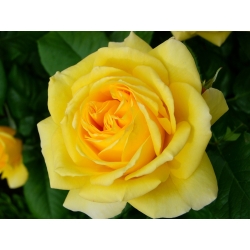 Grootbloemige roos - geel - ingemaakte zaailing - 