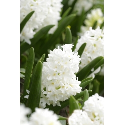 Hyacinthus Aiolos - Aiolos Hyacinth - 3 bebawang