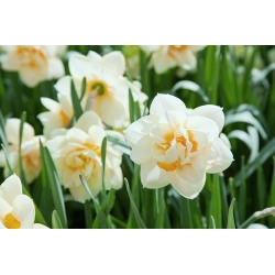 Нарцисс - Delnashaugh - пакет из 5 штук - Narcissus