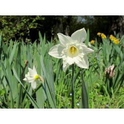 Narcissus Thalia - Daffodil Thalia - 5 لامپ