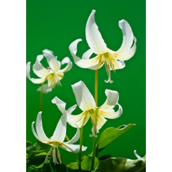 Erythronium White Beauty - Biela krása psa - žiarovka / hľuza / koreň