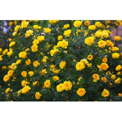 Climbing rose - yellow - potted seedling