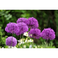 アリウムパープルセンセーション -  3球根 - Allium Purple Sensation