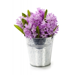 Hyacinthus tráng lệ Cornelia - Hyacinth tráng lệ Cornelia - 3 củ