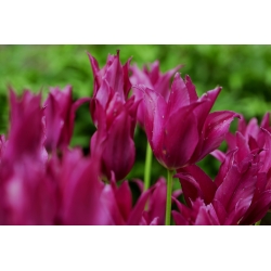 Tulipa Bordo - Lale Bordo - 5 ampul - Tulipa Burgundy