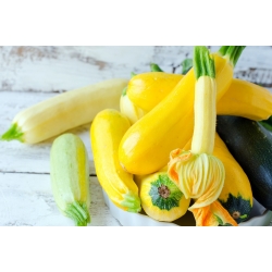 Biji campuran zucchini - Cucurbita pepo - 14 biji - benih