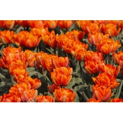 Tulipa Πορτοκαλί Πριγκίπισσα - Tulip Πορτοκαλί Princess - 5 βολβοί - Tulipa Orange Princess