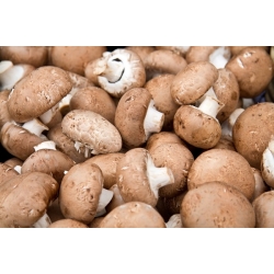 Common brown mushroom for growing at home - 10 kg