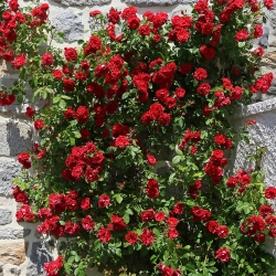Horolezectví sazenice rudých květů - 