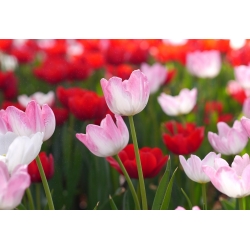Tulipa πρώτης κατηγορίας - Tulip First Class - 5 βολβοί - Tulipa First Class