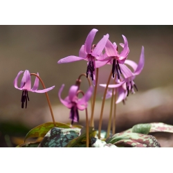 Erythronium Purple King - pes Tooth Purple King - květinové cibulky / hlíza / kořen