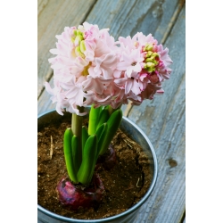 Hyacinthus China Pink - Hyacinth Kitajska roza - 3 čebulice