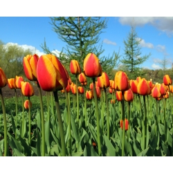 Тюльпан Apeldoorn's Elite - пакет из 5 штук - Tulipa Apeldoorn's Elite