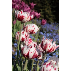 کارناوال لاله زیبا - کارناوال لاله زیبا - 5 لامپ - Tulipa Carnaval de Nice