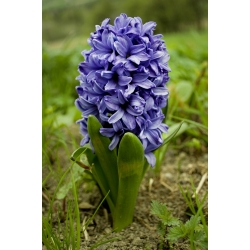 Hiacintas - Blue Jacket - pakuotėje yra 3 vnt - Hyacinthus