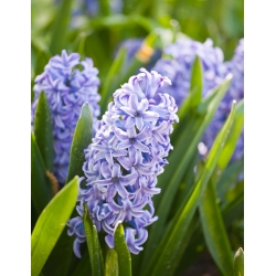 Hyacinthus Sky Jacket - Hyacinth Sky Jacket - 3 bulbs