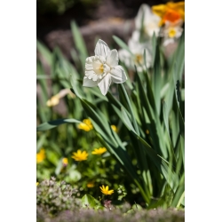 Narcissus Thalia - Daffodil Thalia - 5 لامپ