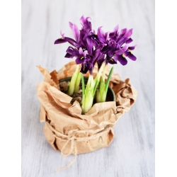 Iris Botanical Purple Gem - 10 цибулин - Iris reticulata
