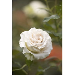 Storblomstret rose - hvit - potteplante - 