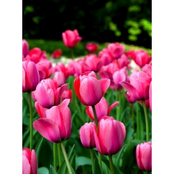 Tulipa Van Eijk - Tulip Van Eijk - 5 kvetinové cibule