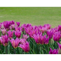 Tulipa Maytime - Lale Maytime - 5 ampul