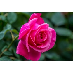 Ружа са великим цвјетовима - тамно ружичаста садница у саксији - 