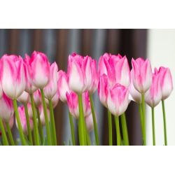Tulipa First Class - Tulip First Class - 5 bulbs